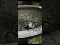 Baby tufted titmouse enjoying a fresh water bath#birds#asmr #shortsvideo #wildlife #birdsong #nature