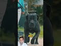#big size#dog#dangerus#pitbull#shortvideo#