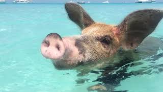The Swimming pigs of Exuma