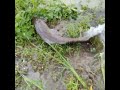 #video #reels #fish #fishing_video #polo_fishing #polo_trap #fishing_video