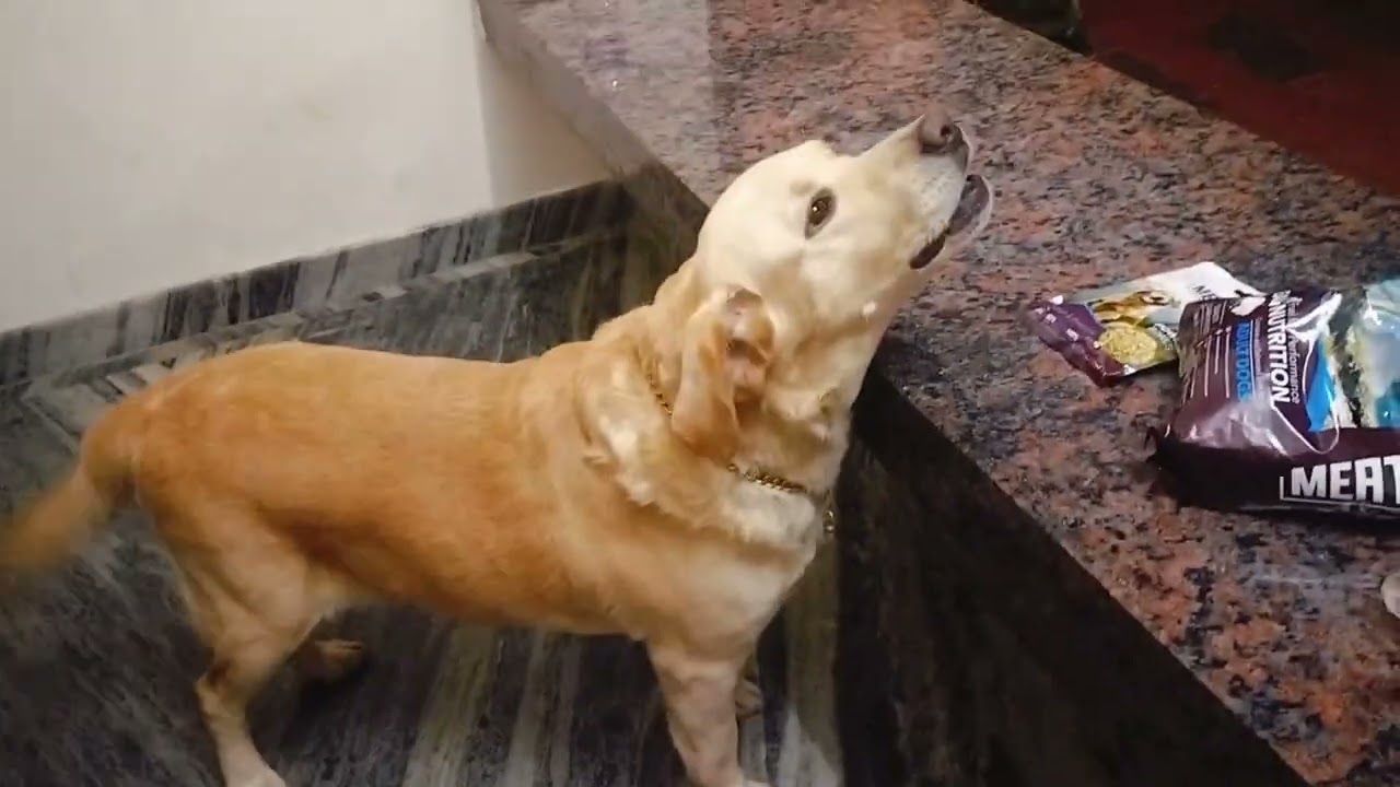 ഞങ്ങൾ അമ്മയും മോനും കൂടെ പുതിയൊരു കട തുടങ്ങി😂#like #superst #share #pets #doglove #subscribe #video 