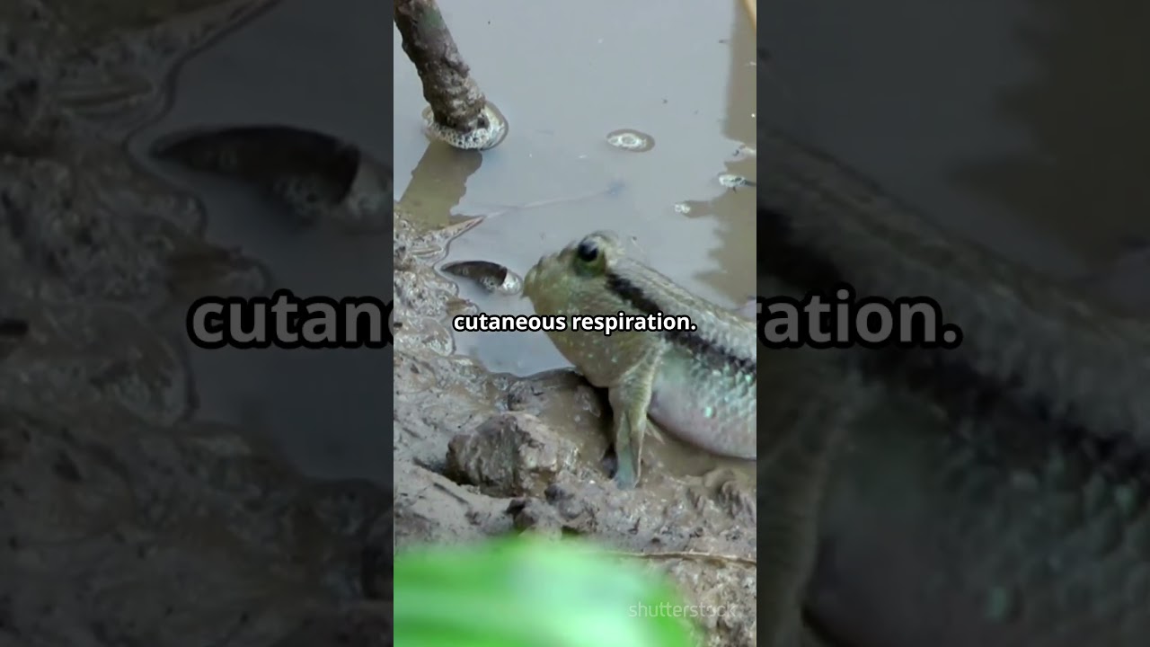 The Fish That Climbs Trees and Breaths Air 🐟🌳 (Mind-Blowing Adaptation!)