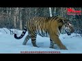 The Amur tiger, king of the beasts.