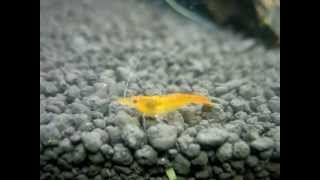 Male orange sakura shrimp