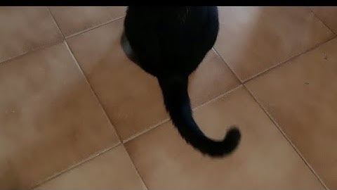 Quando il gatto muove la coda cosa significa