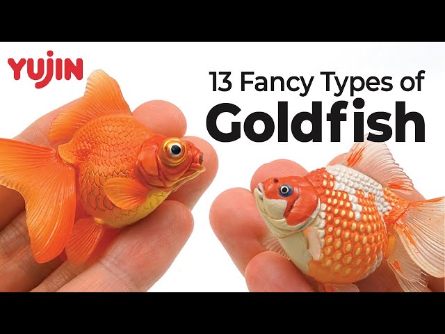 原色淡水魚図鑑Ⅰ・Ⅱ [改訂版] フィギュア BOX YUjIN ユージン Yujin Freshwater Fishes Collection Box / 原色淡水魚図鑑 I&II