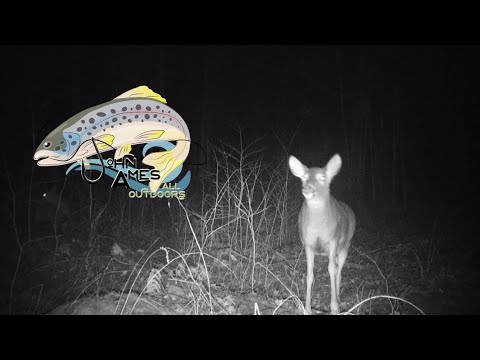 Trail camera footage