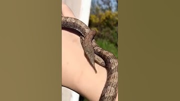 10 loài rắn kì lạ nhất trên Thế Giới #shotrs #snake