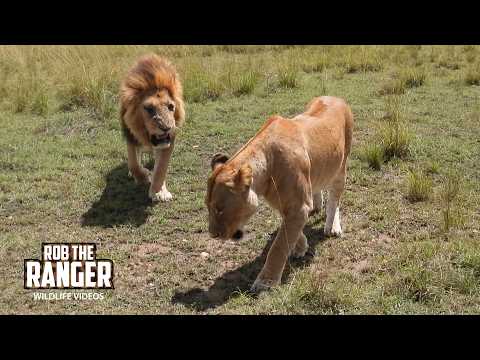 Lion Pair In The Hot Sun - Maasai Mara Safari | Zebra Plains