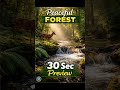 🌿 Peaceful Forest Ambience – 30 Second Preview #Shorts
