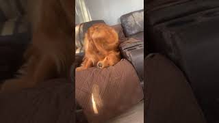 Dog Scratches His Ears Lying Upside Down -  1497802