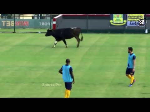 10 Craziest Animals Interference In Football | Funny Football Animal 2020