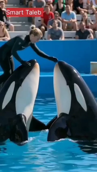 الحقيقة الكاملة وراء قصة جيسيكا والأوركا! #جيسيكا #الاوركا #اوركا  #شورت_فيديو #orcaattack #orca - YouTube