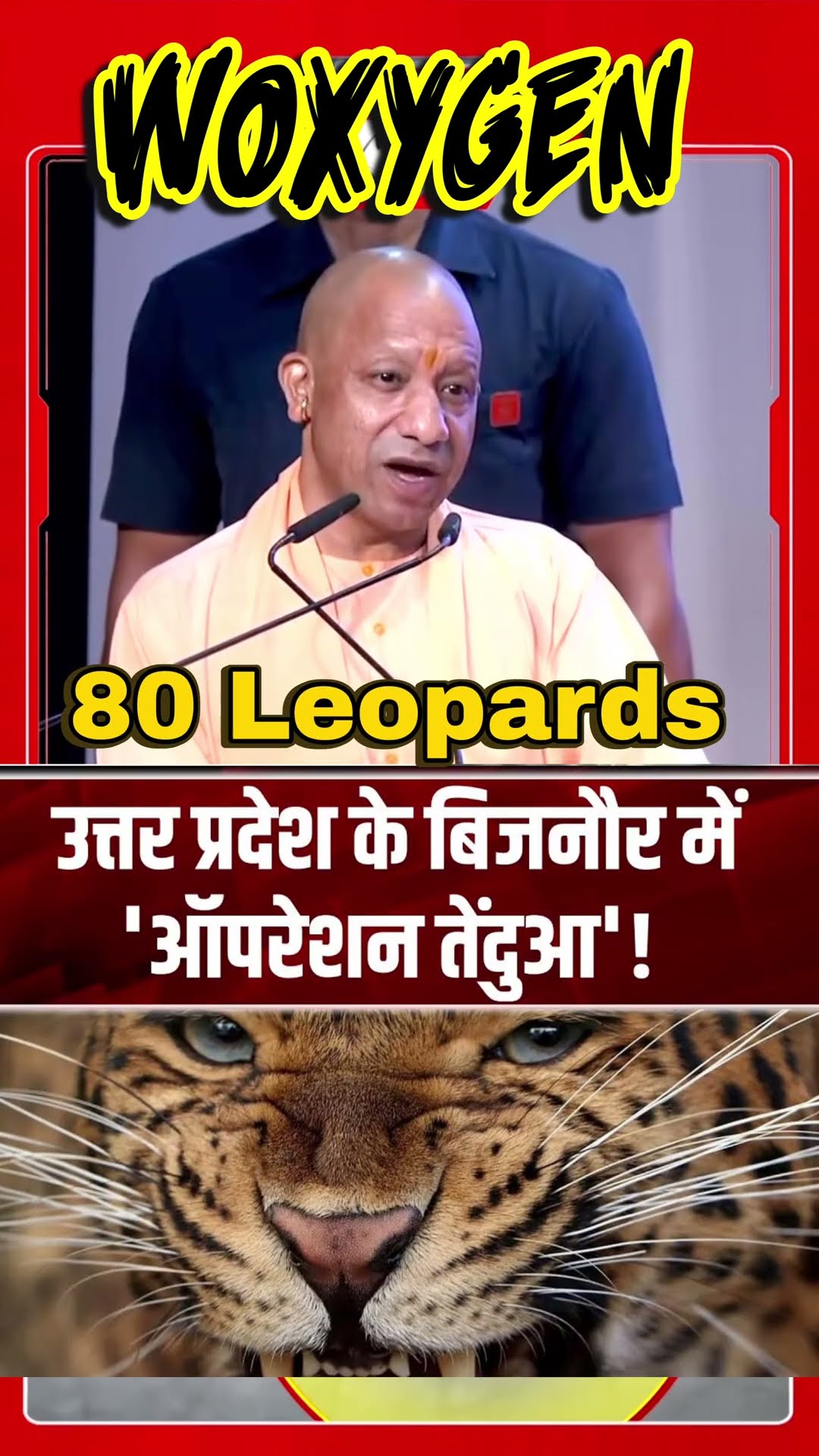 80 Leopards Rescued but Nobody Told the Farmers 🐆😱 #leopard #wildlife