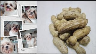 PWEDE BA SA ASO ANG PEANUT O MANI\/NILAGANG MANI\/SANDY \& PRINCE\/MACARYA TV