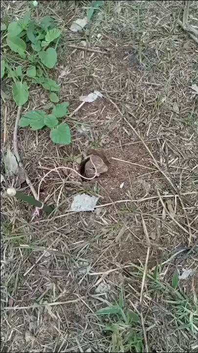 cara menangkap biawak - susah sekali epribadi🤣 #shorts #jebakan #biawak #reptiles #elangpetualang