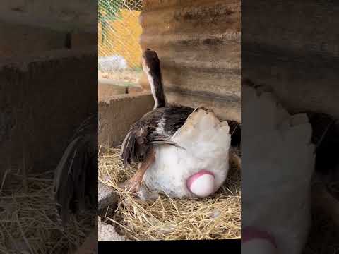 وزة تضع بيضة