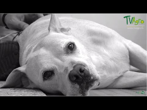 Video: 11 razas de perros que son propensos a hincharse