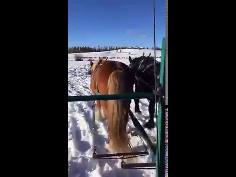 video to gif Pet Living LIVE - Devil's Thumb Ranch