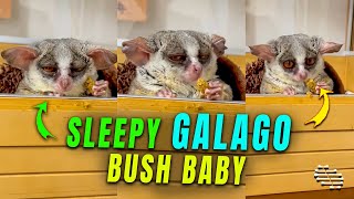 Galago Bush Baby Falling Asleep While Eating