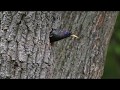 Starlings take over nest from Woodpecker, Sturnus vulgaris and Picoides major.