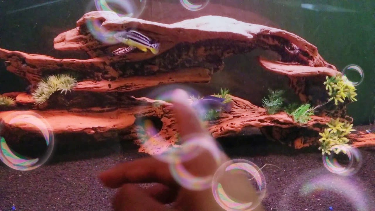 3 tips and tricks for your aquarium YouTube