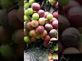 Audumbar Panchami Puja Kashi Kravi Audumbar Panchamila Kay Krave |