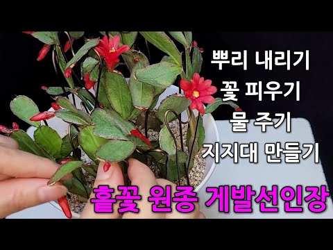 홑꽃 원종 게발선인장 도착하면 바로 해야 하는 일, 꽃을 예쁘게 보려면 꼭, Schlumbergera truncata