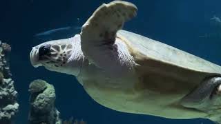 The Deep: Hullโs Iconic Aquarium