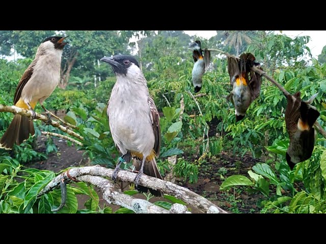 emang boleh setegang ini !! mikat BURUNG KUTILANG auto adu gacor di alam liar class=