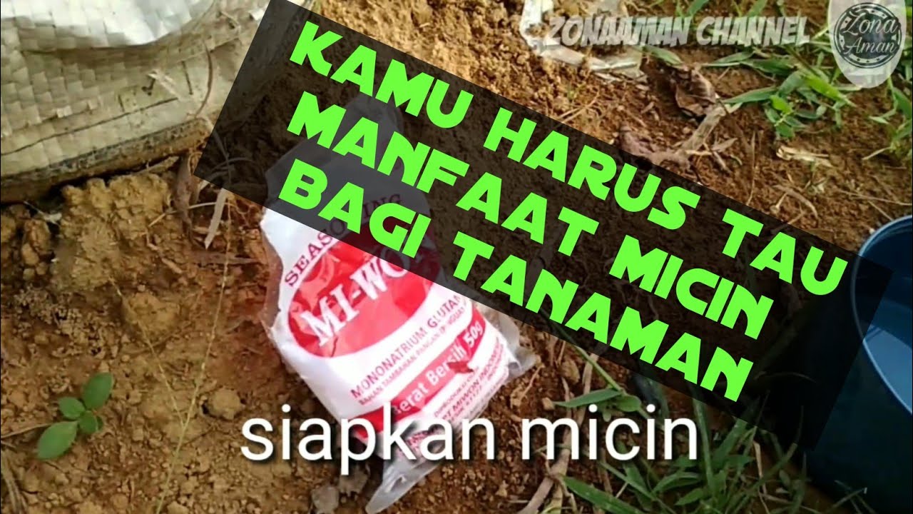  Cara  memupuk cabai dengan bumbu  dapur  YouTube