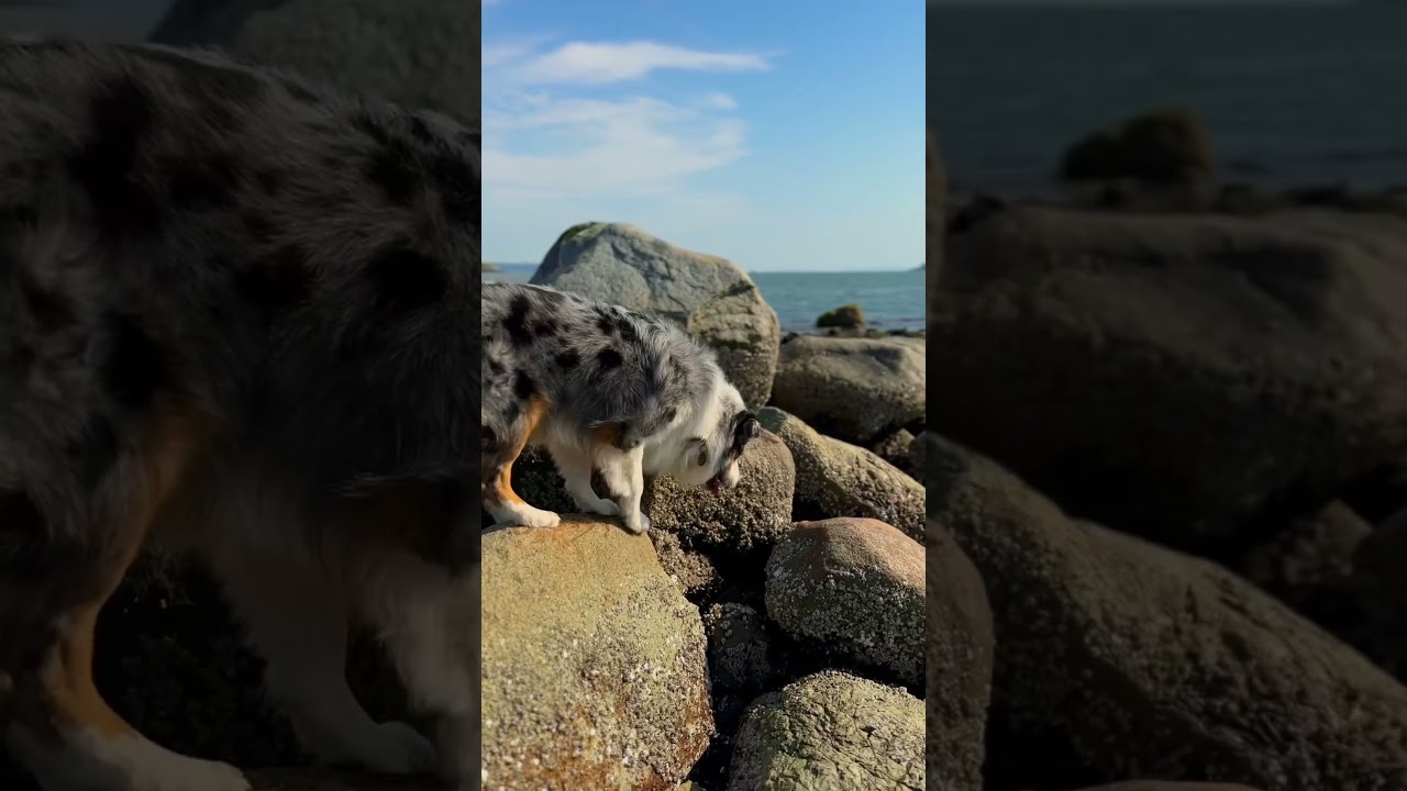 Day 1 of driving my dog Kenai to Kenai Alaska!