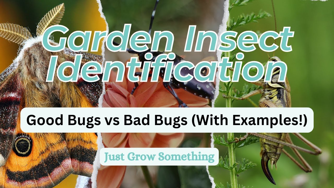Garden Insect Identification - Good Bugs vs Bad Bugs (With Examples ...