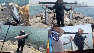 Huge size of Milkfish (Bangus) | Al Zorah Fishing spot | Okuma Safina Combo set up