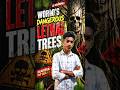 world's Dangerous 🚫 lethal tree 😱 #worlddangeroustree #lethaltree #facts #unknownfacts #shorts