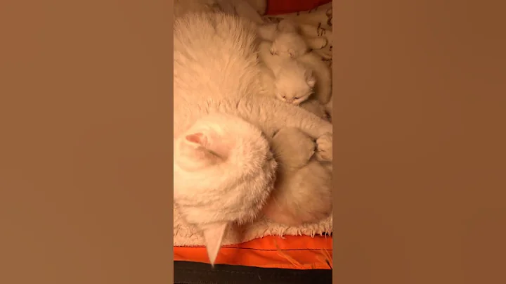 Watch the video about Baby Kitten Care 😺 #shorts