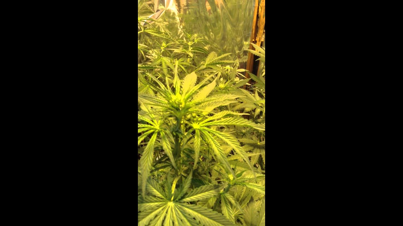 Auto florecientes swiss cheese, jock horror y roadrunner 2