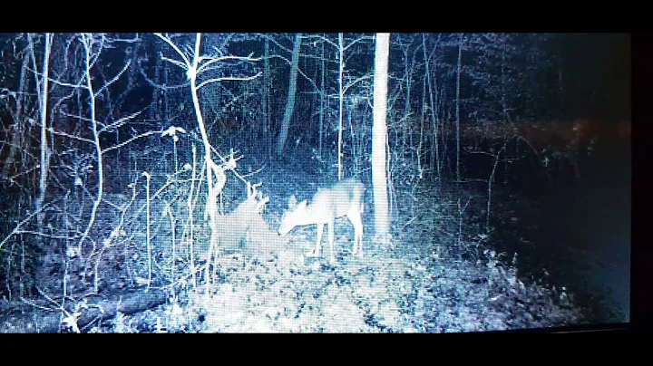 A Small Button Buck, a large doe & a small doe. so...