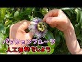 ⑧パッションフルーツの人工授粉