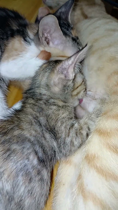 Milk 😸😽
