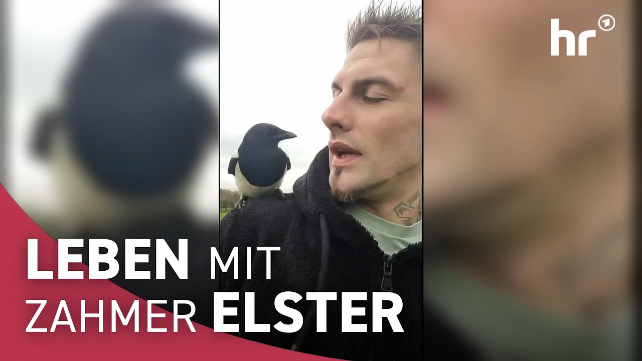 Wie eine kleine Elster das Herz von zwei Menschen eroberte