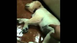 Sumi -- Goes Crazy Super Funny