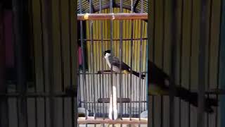 Kutilang Isian Gacor Tembakan Rapet