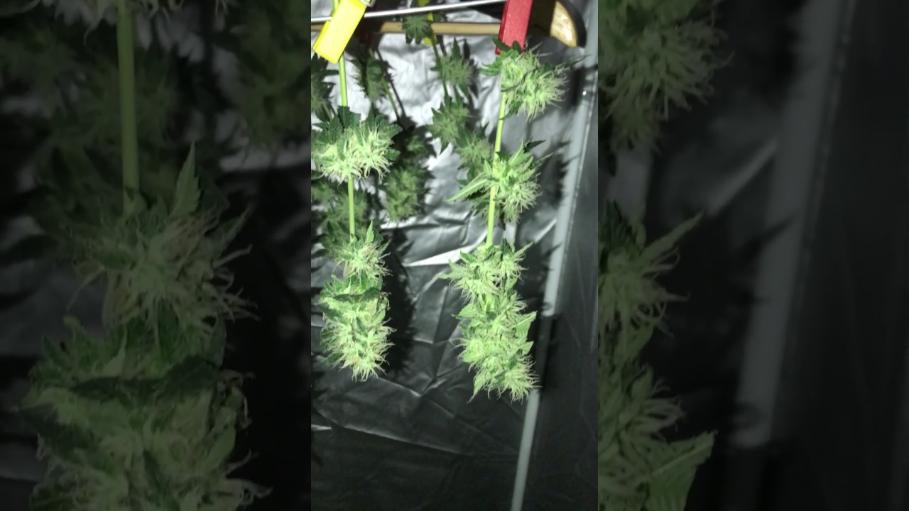 Marijuana indoor kritikal bilbo 40 days Flowering harvest forced