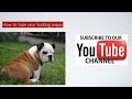 How to train your bulldog puppy: basic obedience How to train your bulldog puppy: basic obedience