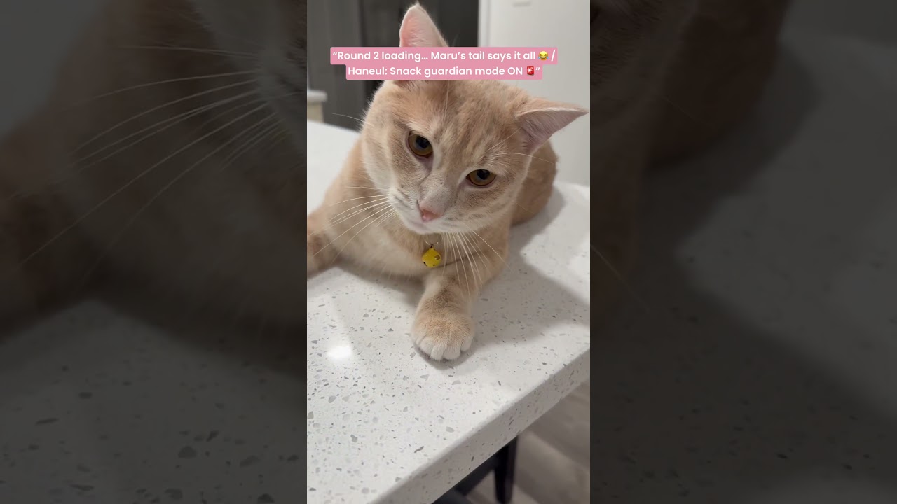 Maru lost the snack box, now plotting his comeback on the counter Haneul stands snack bodyguard 🐾🍪