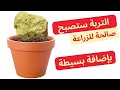 تقطن بلد عربي لا بد ان تضيف هذا الشيء للتربة التي تزرع فيها كيف تصبح صالحة لزراعة النباتات تقطن بلد عربي لا بد ان تضيف هذا الشيء للتربة التي تزرع فيها كيف تصبح صالحة لزراعة النباتات