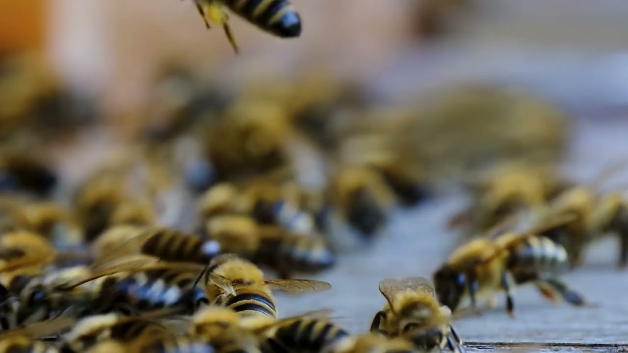 Día Mundial de las Abejas. Su importancia
