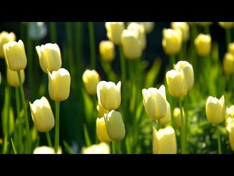 Comment tulipes plantes | P. Allen Smith Classics