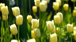 How to Plant Tulips | P. Allen Smith Classics